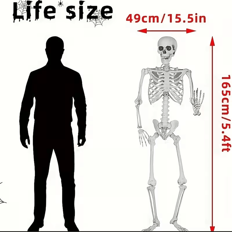 5.4Ft Skeleton for Halloween