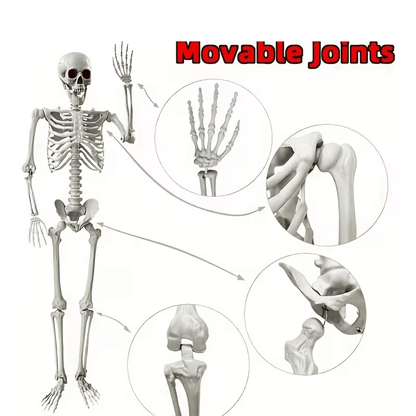5.4Ft Skeleton for Halloween